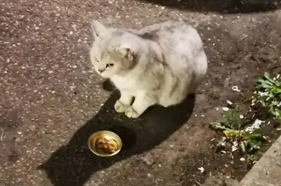 Animaux trouvés Strasbourg, photo: Trouvé Chat, Route des Romains, 121, Strasbourg - parking du Auchan Koenigshoffen