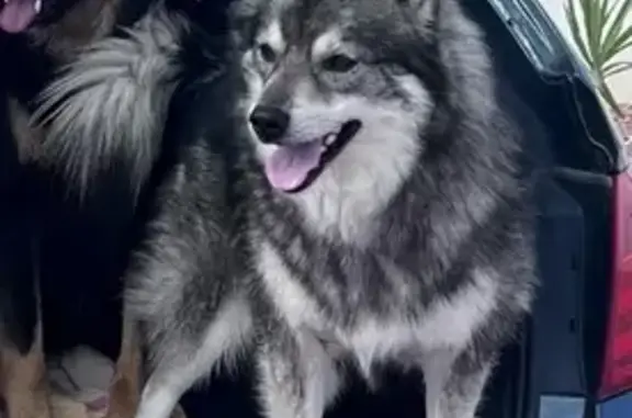 ¡Perro Pomsky Perdido en Hondón! Recompensa