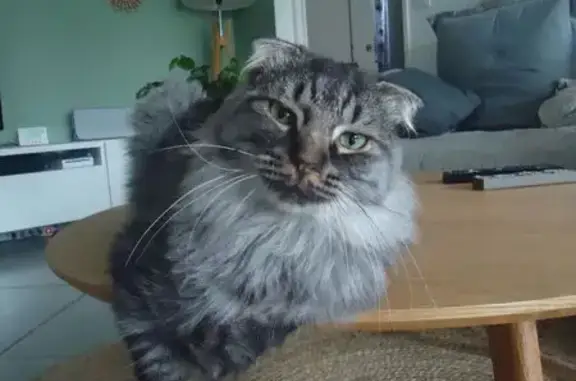Animaux perdus Paris, photo: Perdu chat mâle, Impasse Robert Desnos, Rillieux-la-Pape, Paris - pelage gris et poils longs