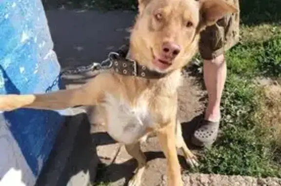 Зникла собака біля Запорізького шосе, Дніпро - photo