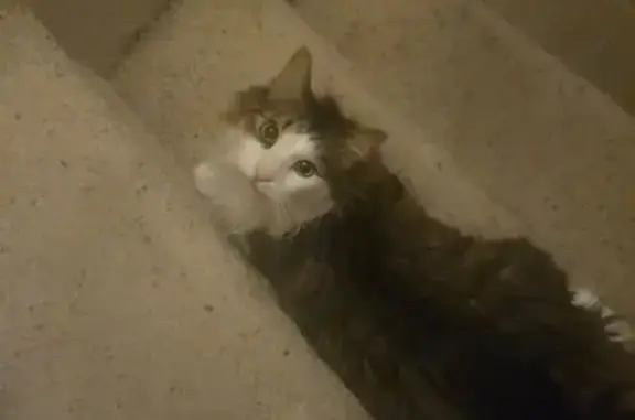 Missing cat Female, Westminster (usl533018) - photo