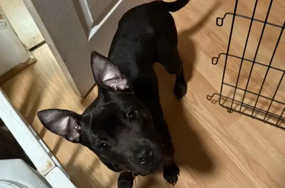 Found dog Holly Ridge, photo: Found male dog, Airport Boulevard, 1740, Wilmington - black with white chest