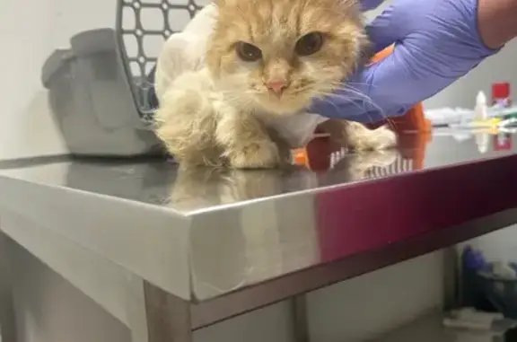 Знайшовся рудий кіт поголений машинкою. Був переляканий. Приблизний вік 12 міс. Не кастрований. Зі слів сусідів у дворі його почали бачити у дворі з 17го березня