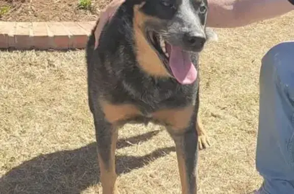 Found dog Midwest City, photo: Found male dog, Midwest City, Oklahoma - Blue Heeler, 2-3 years old