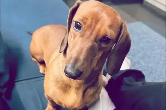 Зникла такса Моня: допоможіть знайти! - photo