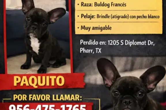 Lost male dog, Daffodil, 1175,...