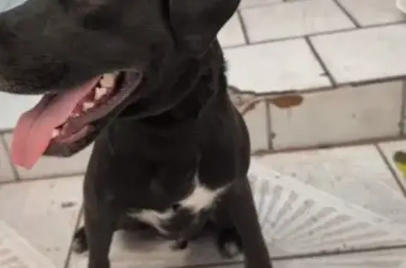 Perro encontrado Guadalajara, foto: Perro Grande Hallado en Guadalajara: Sin Placas