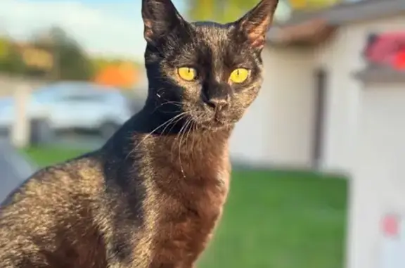 Perdu chat homme, Rua Copernic, Fleuré - cicatrice sur la tête - photo