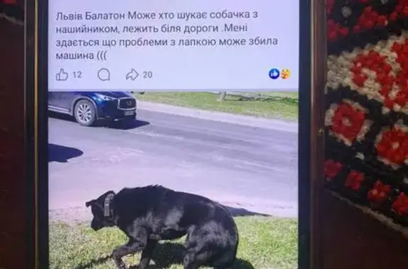 Зникла собака на Холмській, 7 у Львові