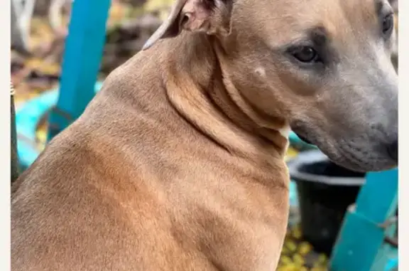 Missing dog Melbourne, photo: Lost Golden Terrier: Cindy on Francis St