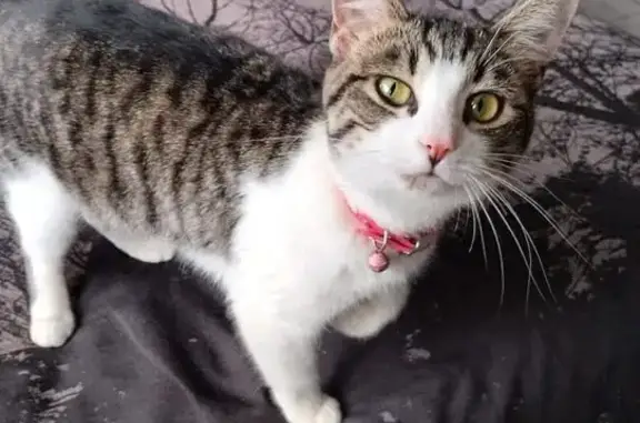 Lost and found pets South Africa, photo: Friendly Lost Cat Found in Heidelberg - GP