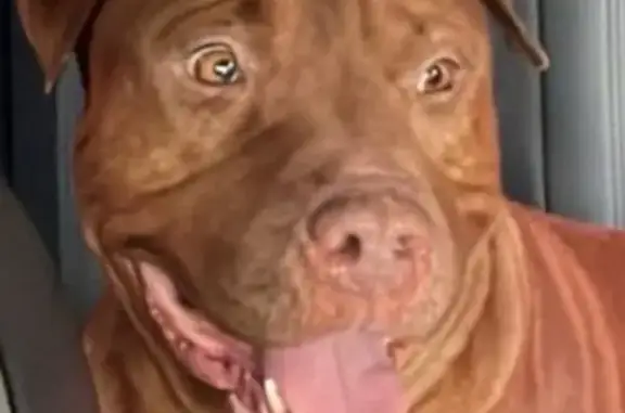 Cachorro perdido Macho (brl002494) - photo