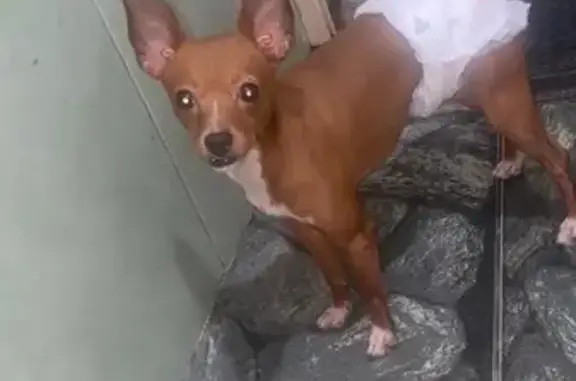 Cachorro perdido Macho (brl002493) - photo