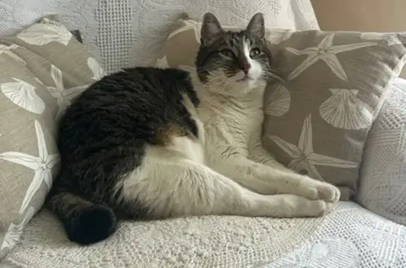 Animaux perdus Saint-Porquier, photo: Perdu Chat homme, Chemin de l'Hermitage, Saint-Porquier - gris tigré et blanc