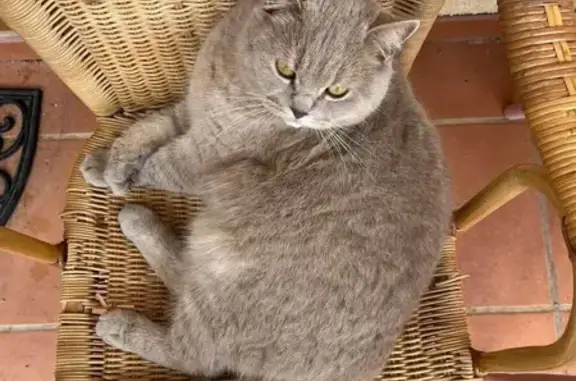 Chat perdu, Rue du Soleil Levant, Bouillargues - jeune, beige et joueur - photo