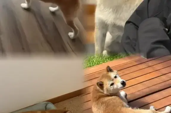 Lost Shiba Inu on Madeline St, Boroondara