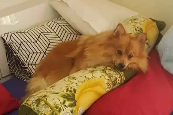Lost pets , photo: Lost Orange Fluffy Pomeranian: $1000 Reward