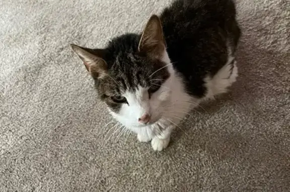 Lost male cat, Kenilworth, New Jersey - white and black with a striped tail - photo