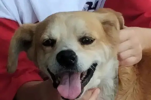 Cachorro perdido Macho (brl002495) - photo