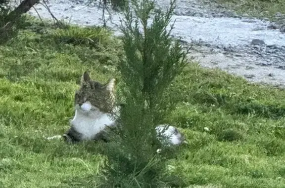 Animaux trouvés Paris, photo: Trouvé Chat mâle, Prat-Bonrepaux, Paris - blessé à une patte
