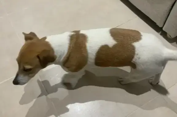 Animaux trouvés Arles, photo: Chien trouvé, Arles, Provence-Alpes-Côte d'Azur - Jack Russell blanc et marron