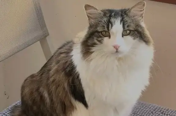 Chat perdu, Neuilly-sur-Marne, photo: Chat perdu, Rue Pierre de Ronsard, Neuilly-sur-Marne - femelle blanche et grise à poil long