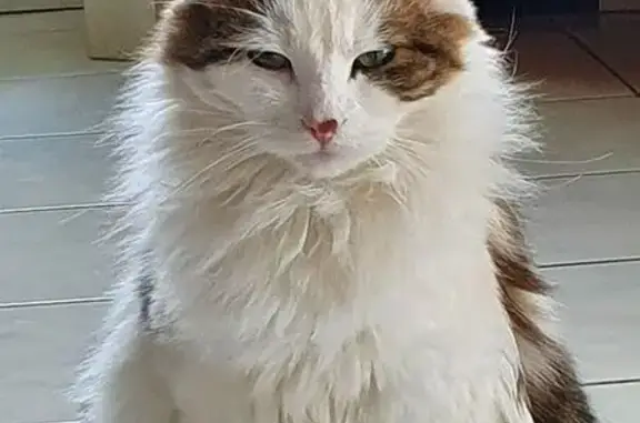 Animaux perdus Pontarlier, photo: Chat perdu, Rue des Hirondelles, Villers-le-Lac, Pontarlier - chatte semi Angora