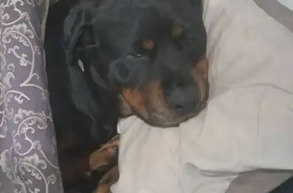 Lost Dog: Black with Studded Collar