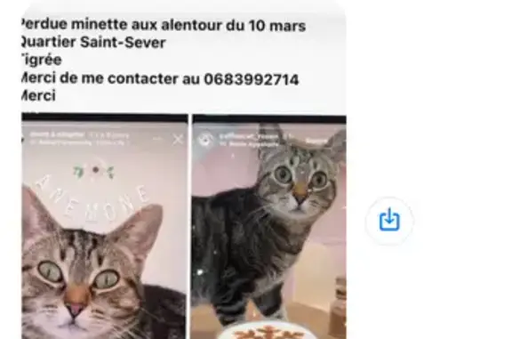 Perdu Chat femelle, Rue Lafayette, Rouen - tigrée 18 mois - photo