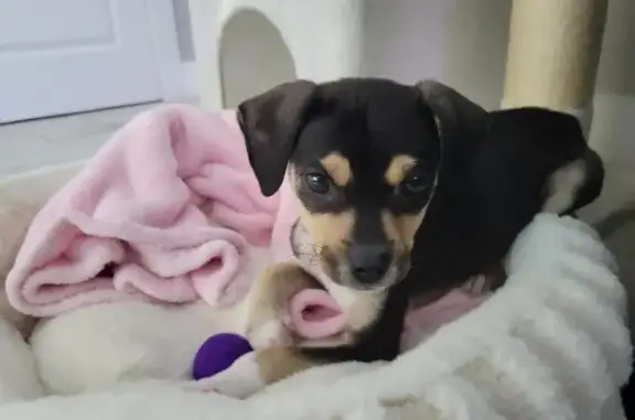 Found dog On Top of the World Designated Place, photo: Found female dog, Southwest 89th Street, Dunnellon - black, tan, and white puppy