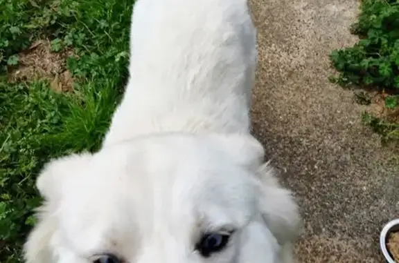 Found dog Memphis, photo: Found female dog, Tyne Street, Memphis - white with burgundy collar