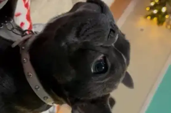 Missing dog Centreville, photo: Lost dog, Forestwood Drive, Centreville - blue with white chest