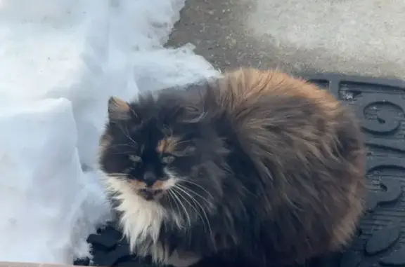 Lost female cat, Campus Street, Uniondale - small, fuzzy, no tail - photo