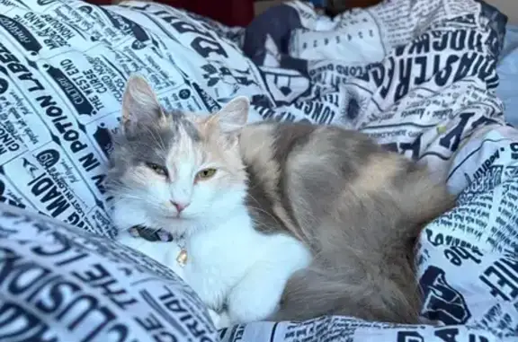 Lost cat, Lipizzan Trail, Ormo...