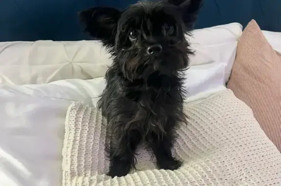 Lost dog, Belzise Terrace, 1714, Fort Worth - male with black coat - photo