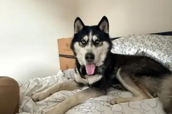 Found dog Islandia, photo: Found male dog, Veterans Highway, Islandia - black and white Husky