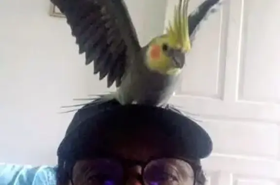 Pássaro perdido Macho (brl0024...