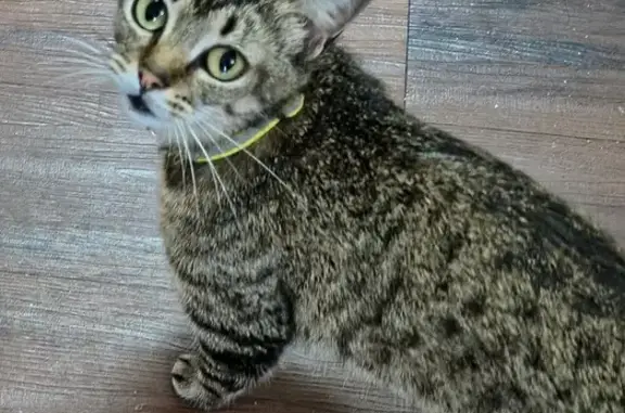 Lost female cat, Sheeler Avenu...