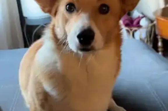 Lost female dog, Central East...