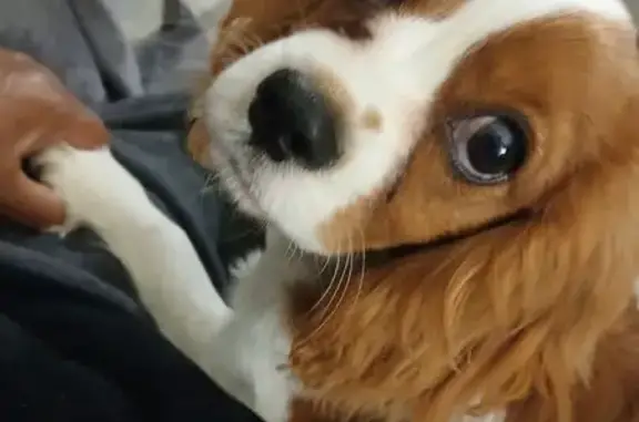 Lost male dog, Earlington Lane...