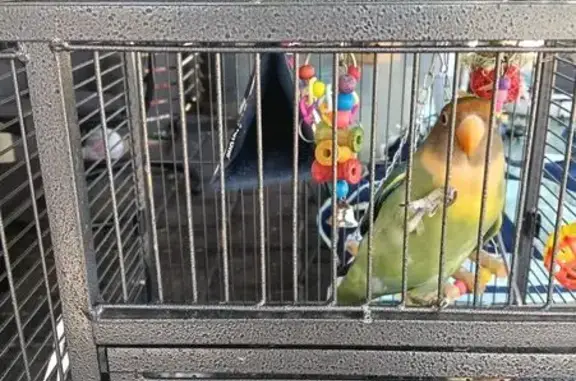 Lost Bird: Orange-Streaked & Friendly - photo