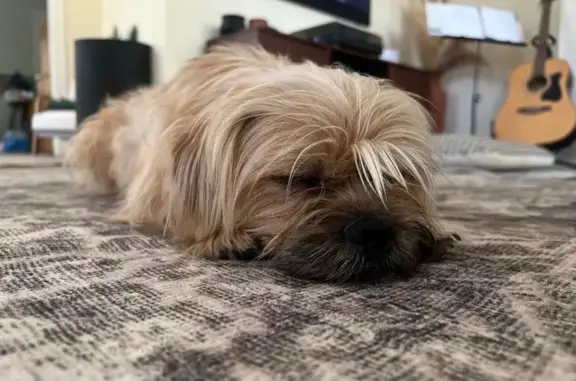 Lost male dog, East Amite Stre...