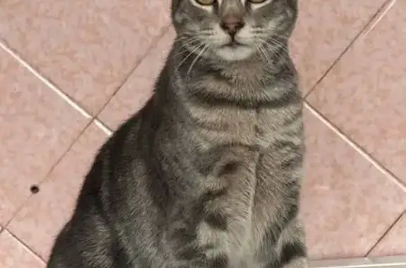 Зникла смугаста кішка в районі Стрийської