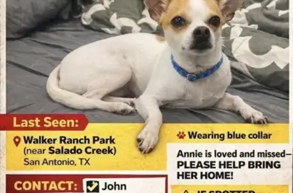 Lost female dog, West Avenue,...