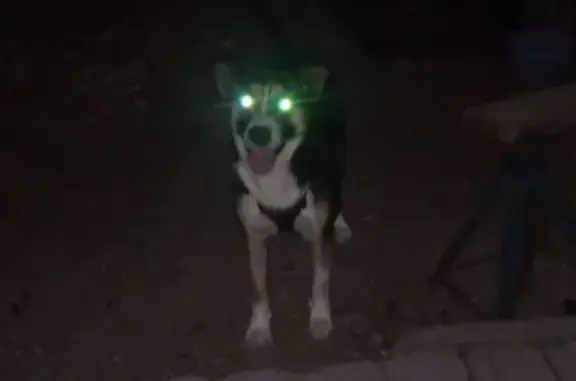 Found dog Mission, photo: Found female dog, U.S. 83 Business, 1051, Donna - very sweet