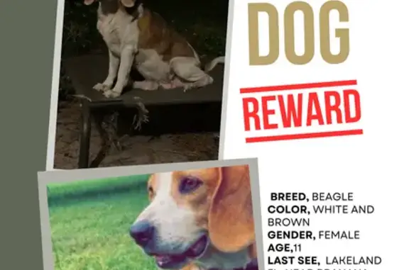 Lost Female Dog, Chase Road, L...