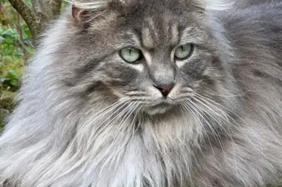 Perdu Chat homme, Rue de Durlinsdorf, 6, Mooslargue - longs poils gris - photo