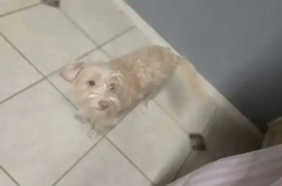 Lost female dog, Kerrville Street, Dallas - cream colored with pink nose - photo