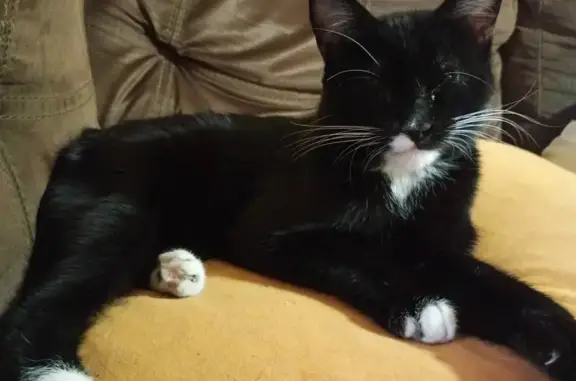 Se Busca: Gato Negro con Patas...