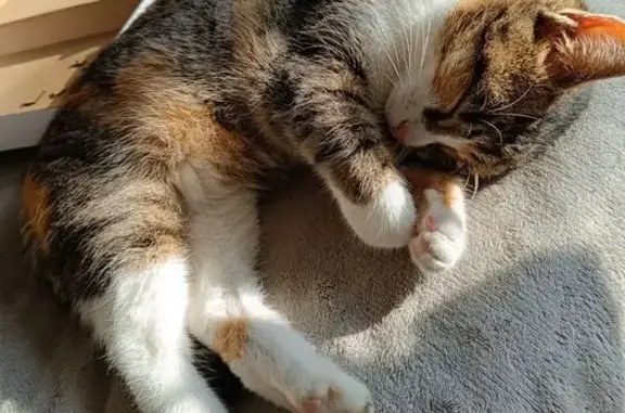 Chat perdu, Allée de Grangeneuve, Le Teich - pelage tricolore - photo